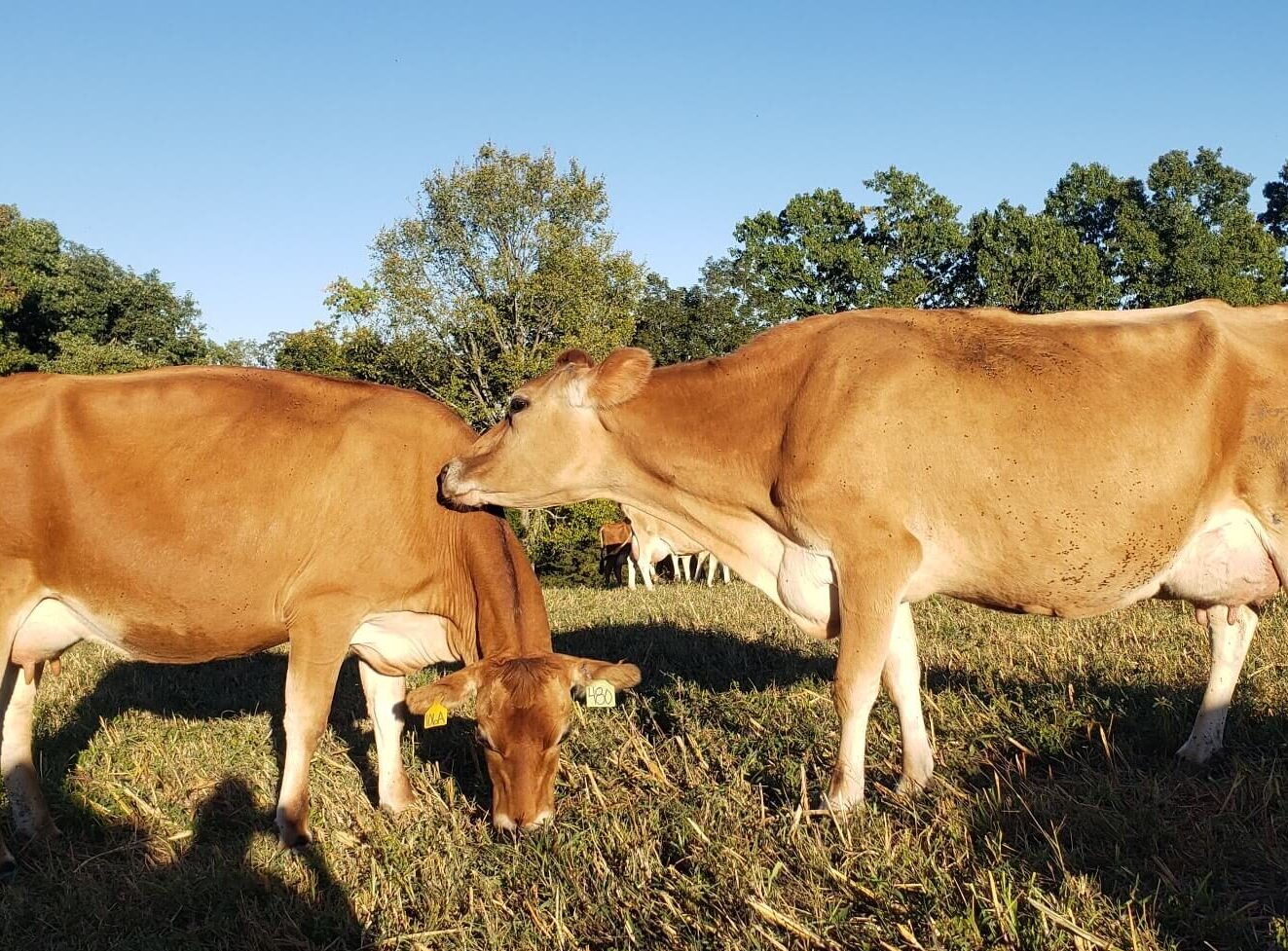 Jersey Fun Facts Hill Top Jerseys