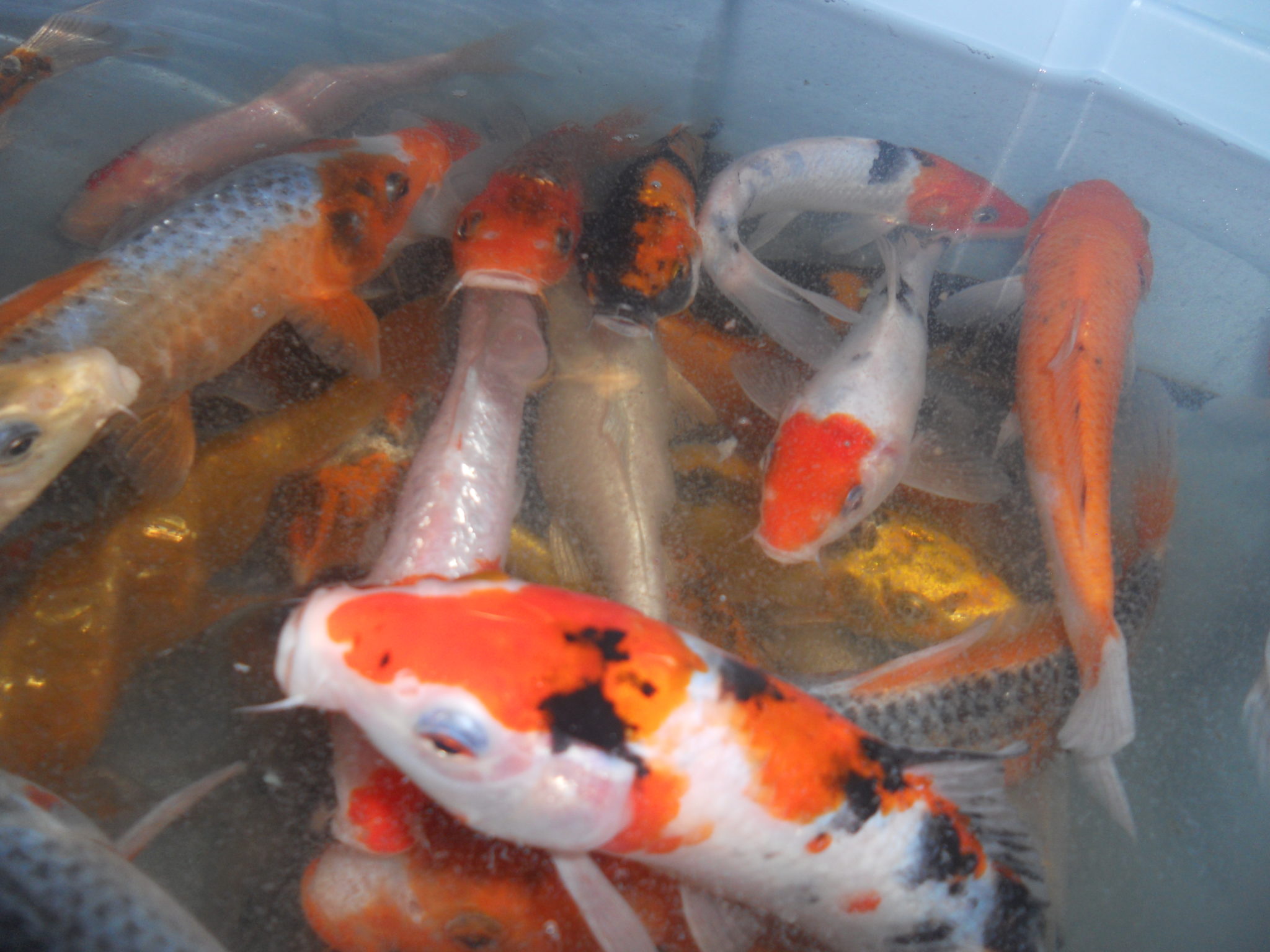 Koi Fish Pond Design & Construction Wayne, NJ Hilltop Koi