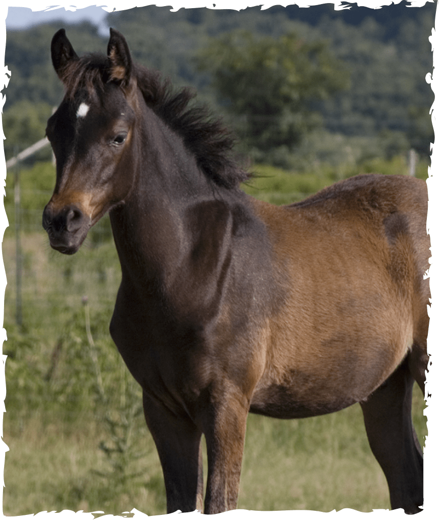 Horse In Training HILLTOP STABLES