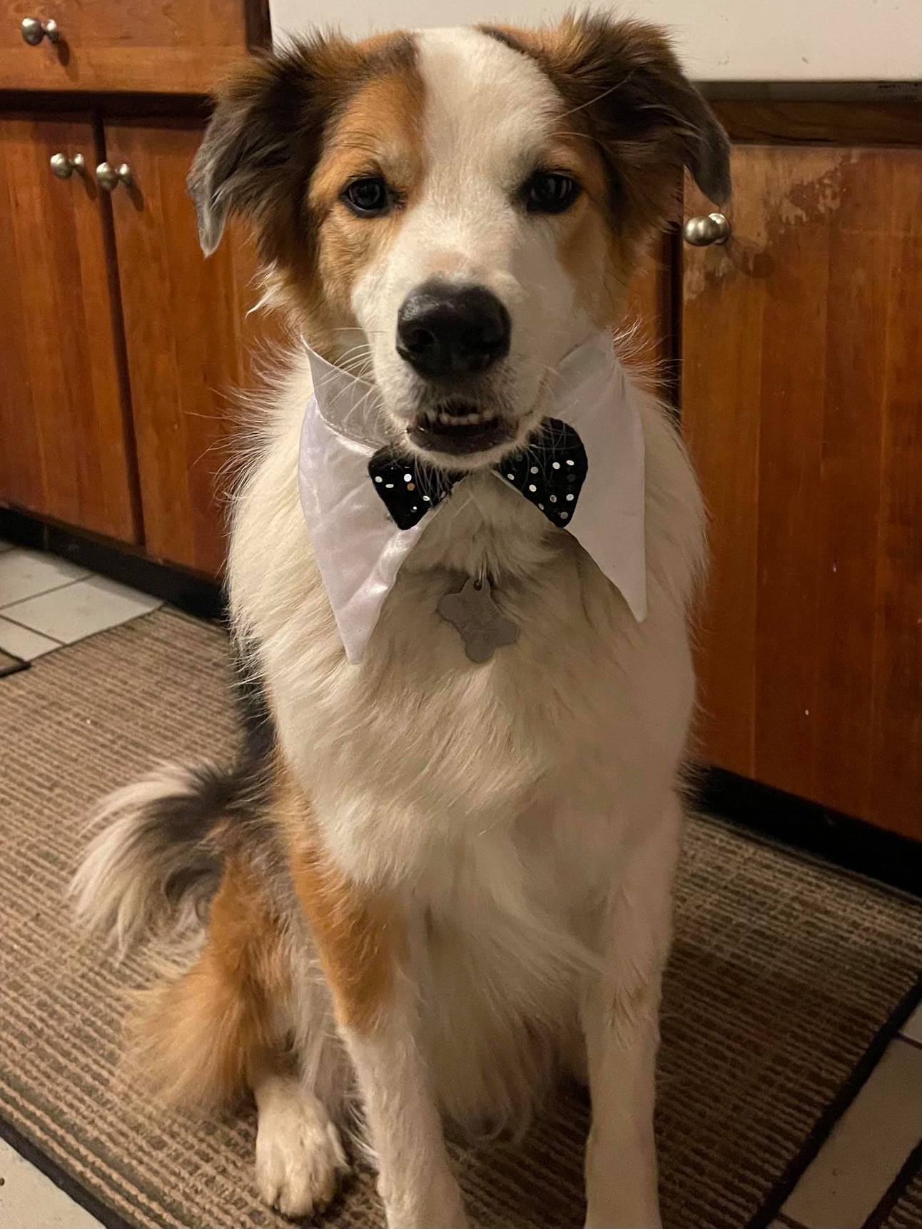 elvis Hilltown Hounds