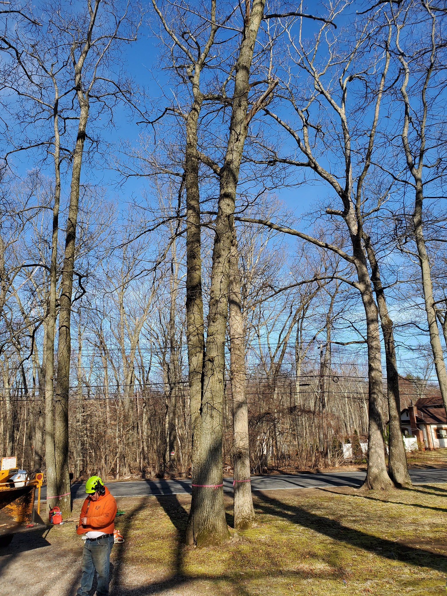 Watertown, CT Tree Removal Company Best Tree Removal Service Near