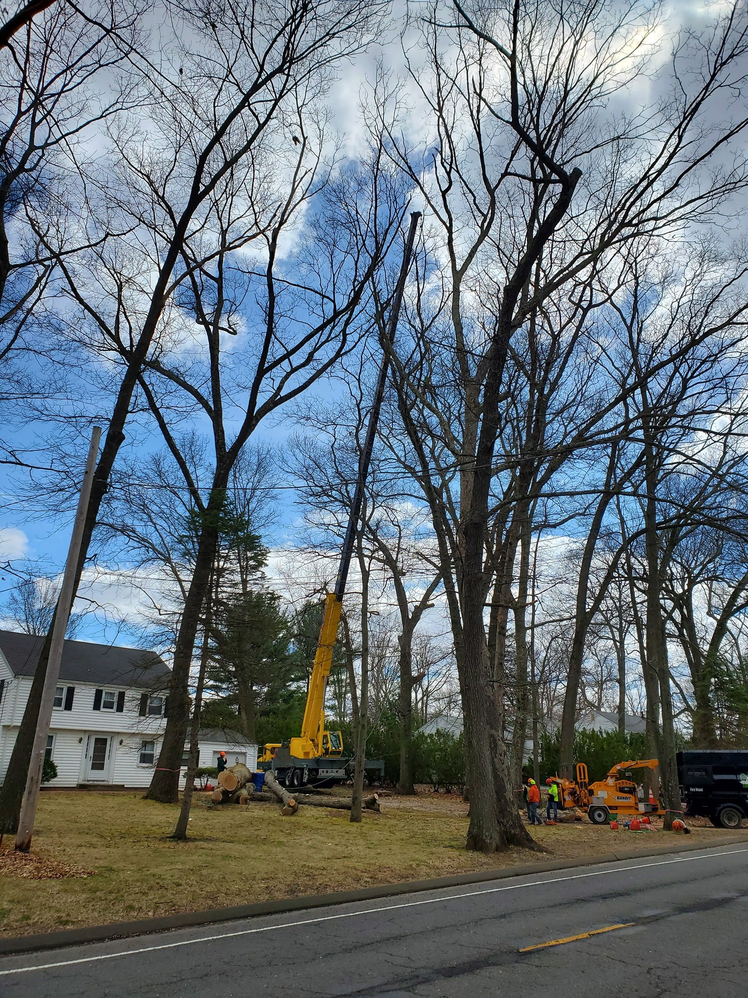 Watertown, CT Tree Removal Company Best Tree Removal Service Near