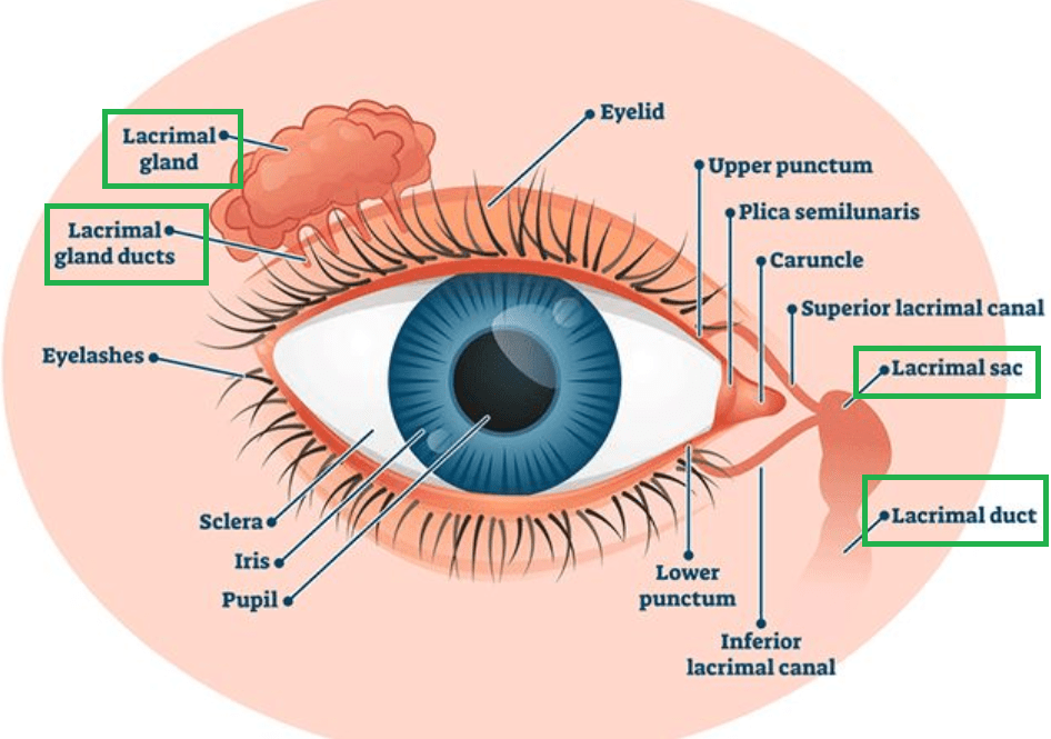 Make Your Point LACHRYMOSE