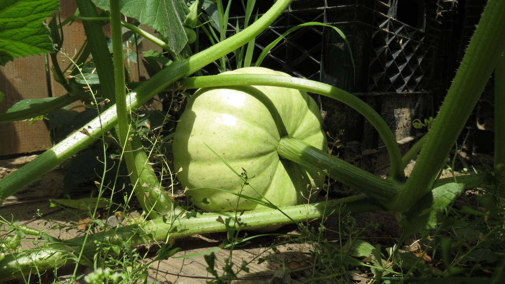Mushy Pumpkins & HandPollinated Corn (Garden Update August 1) Once
