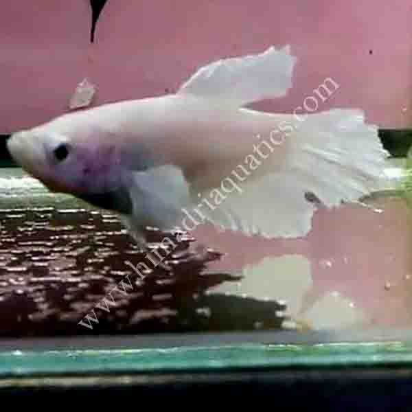 Milky white betta fish pair Buy Aquarium Plants and Aquarium Fishes