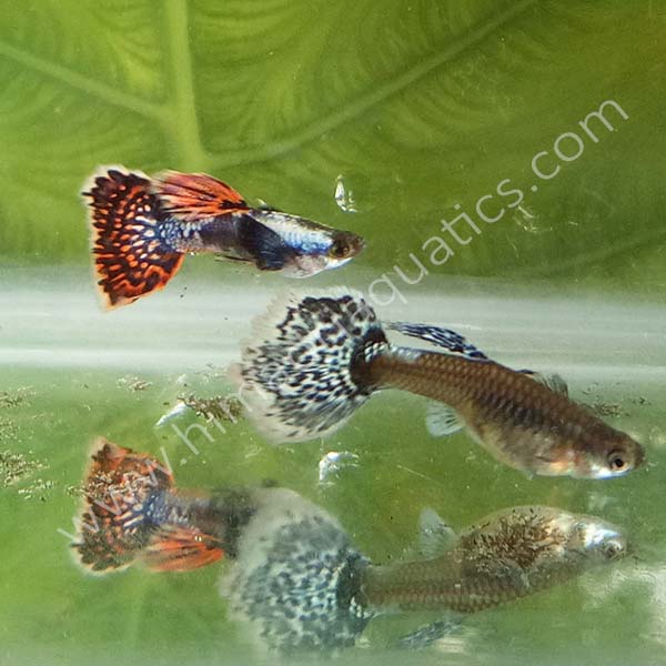 Chili Mosaic Dumbo Big Ear Guppy Pair Buy Aquarium Plants and Aquarium Fishes Online