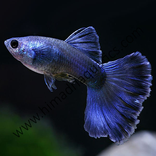 Moscow blue guppy pair Buy Aquarium Plants and Aquarium Fishes Online
