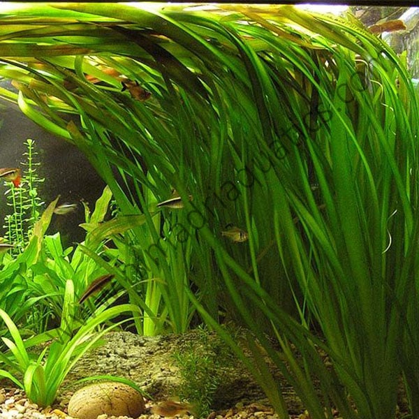Common Vallisneria (single plant) Buy Aquarium Plants and Aquarium