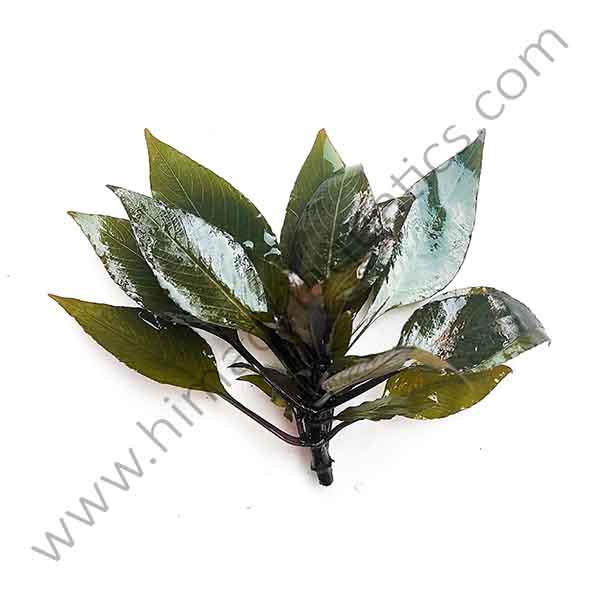 Hygrophila Difformis/Water Wisteria UNS Tissue Culture