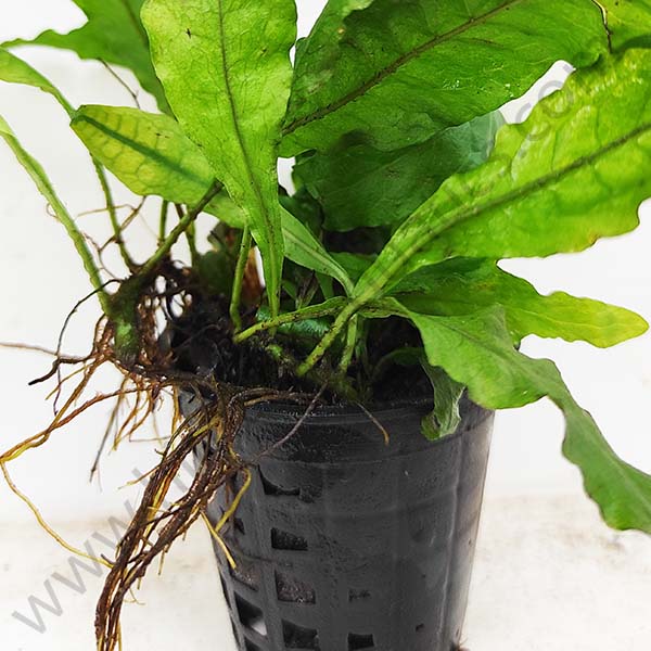 Microsorum pteropus/Wrinkled leaf/Java fernwrinkled leaf (Large Pot