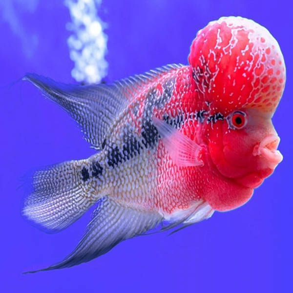 Flower Horn (4 pieces) Buy Aquarium Plants and Aquarium Fishes Online