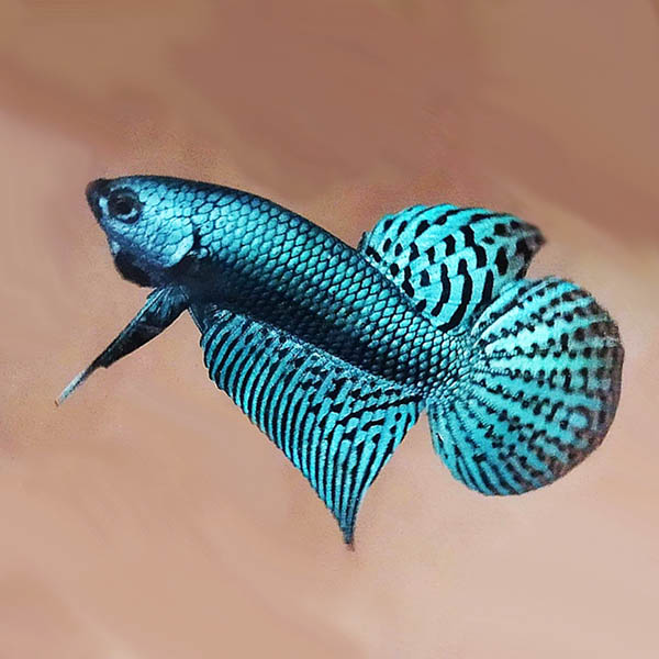 Wild alien betta fish breeding pair fighter fish Buy Aquarium Plants