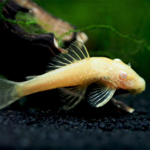 Albino Cat fish (10 Pieces) Buy Aquarium Plants and Aquarium Fishes