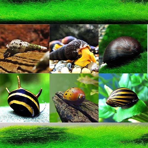 Assassin snail/ Bumblebee snail (5 nos) Buy Aquarium Plants and Aquarium Fishes Online