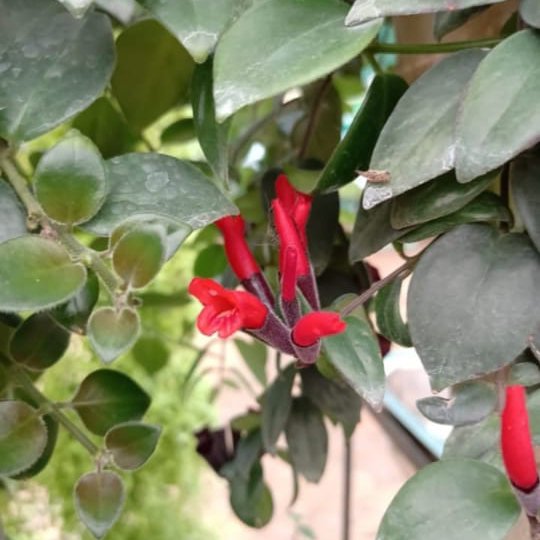 Lipstick Plant / Red Lipstick (Single Plant) Buy Aquarium Plants and