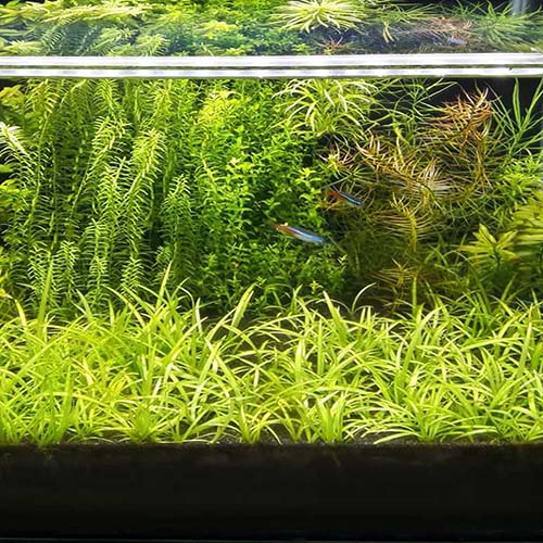 Aquarium Accessories Archives Buy Aquarium Plants and Aquarium Fishes
