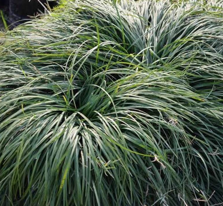 Tall mondo grass (plant clump) Buy 6000+ Plants, Seeds, Pots online