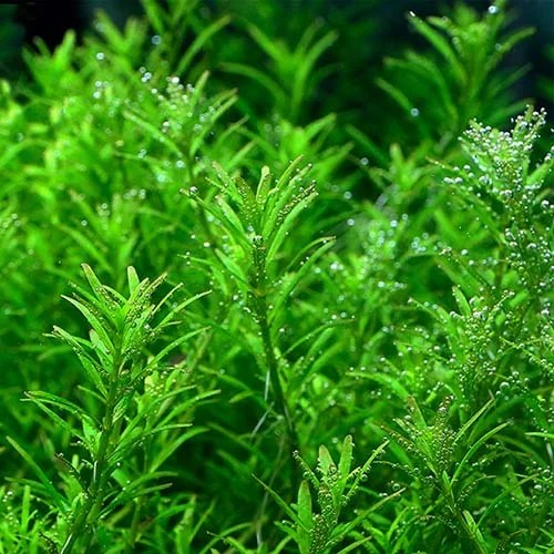 Rotala sp Wayanad (6 stems) Buy 6000+ Plants, Seeds, Pots online at Himadri Gardens at Lowest
