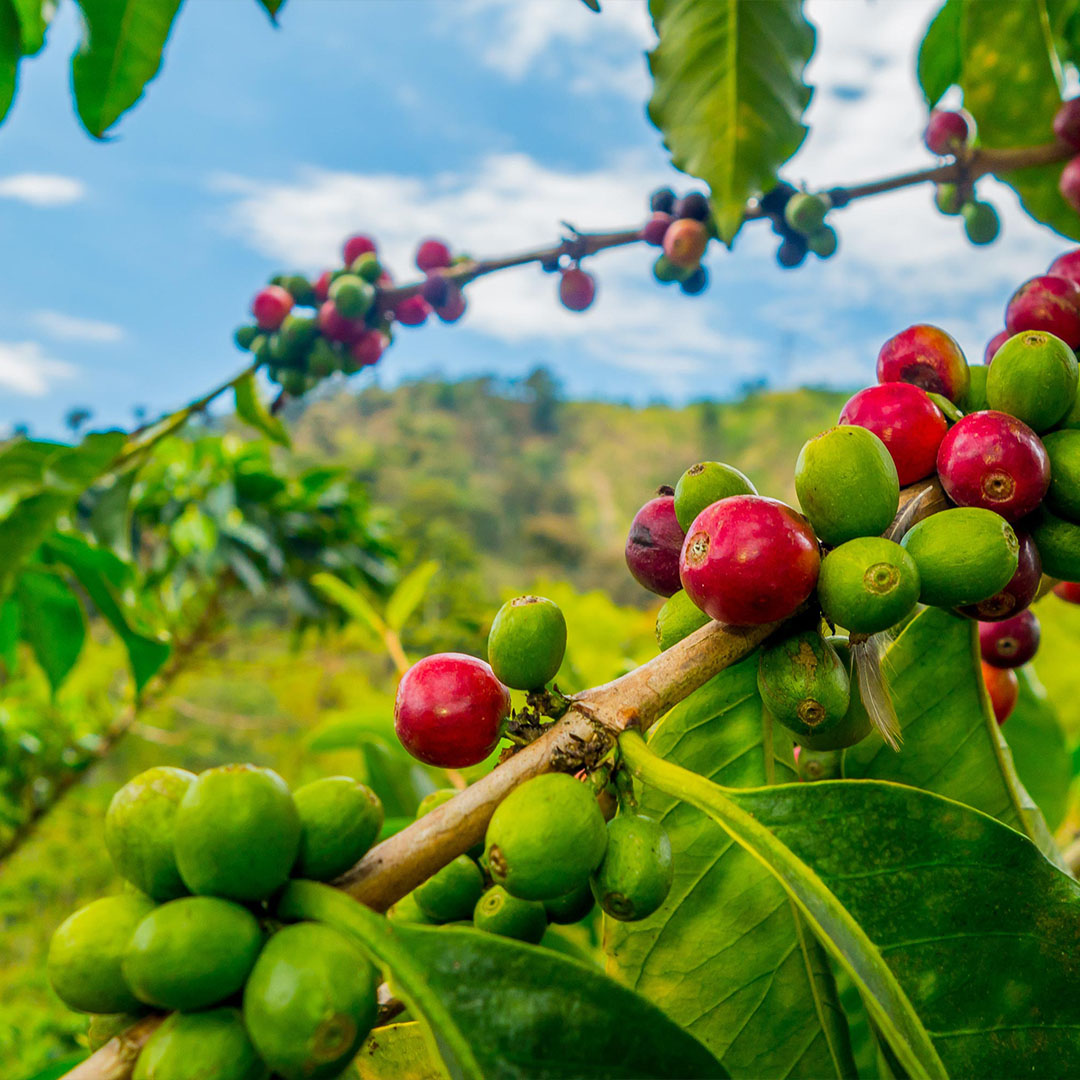 Exploring the Unparalleled Excellence of Coffee Beans from the