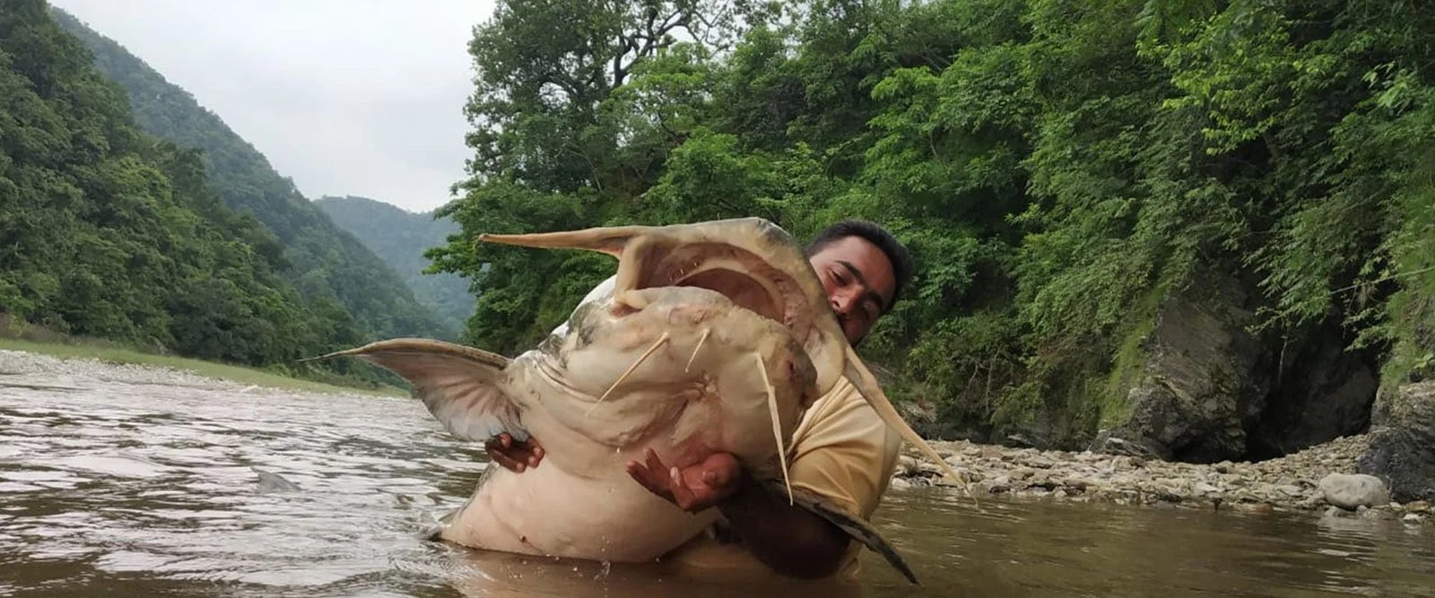 River Monsters Killer Catfish