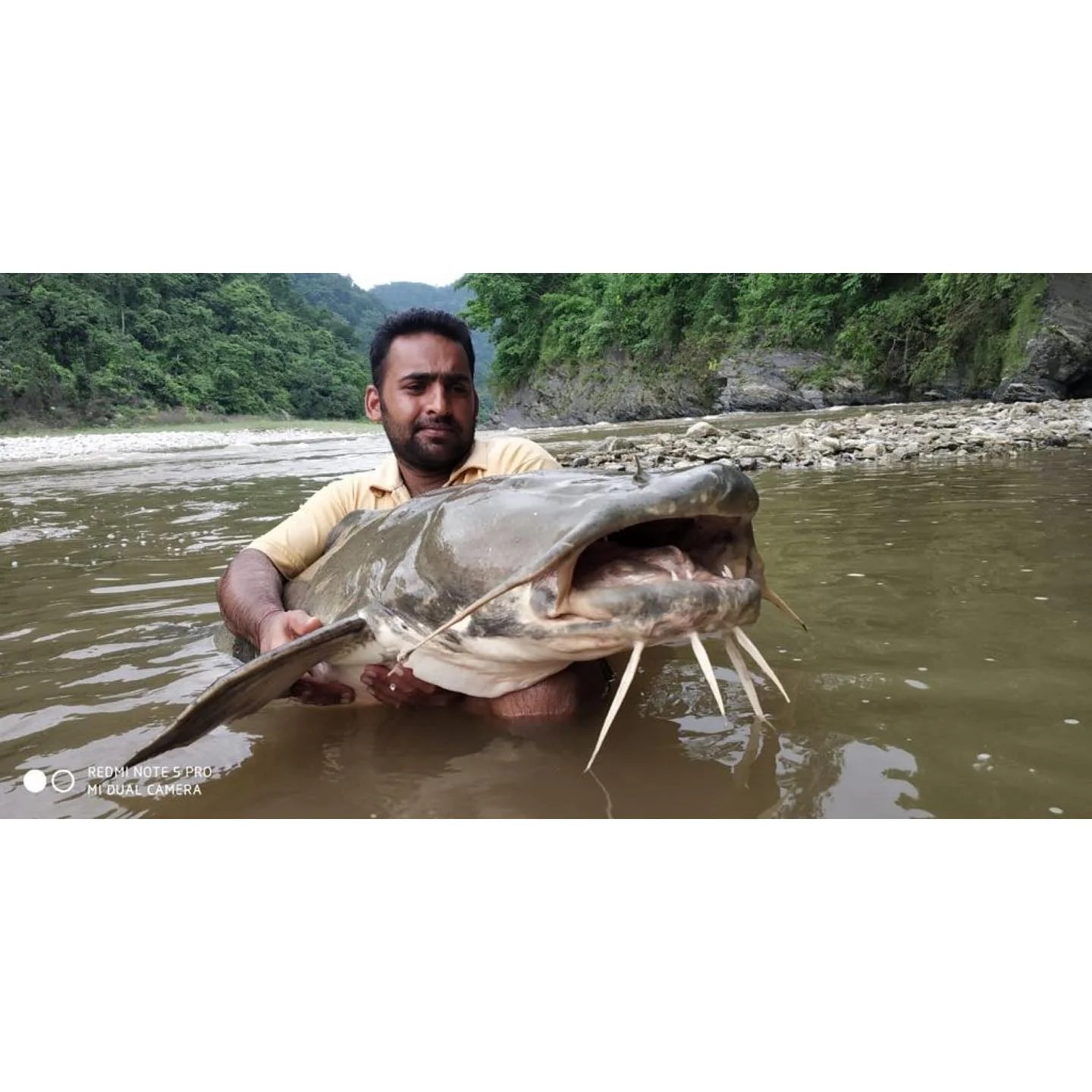 The Mystique of the Goonch Catfish Himalayan OutBack