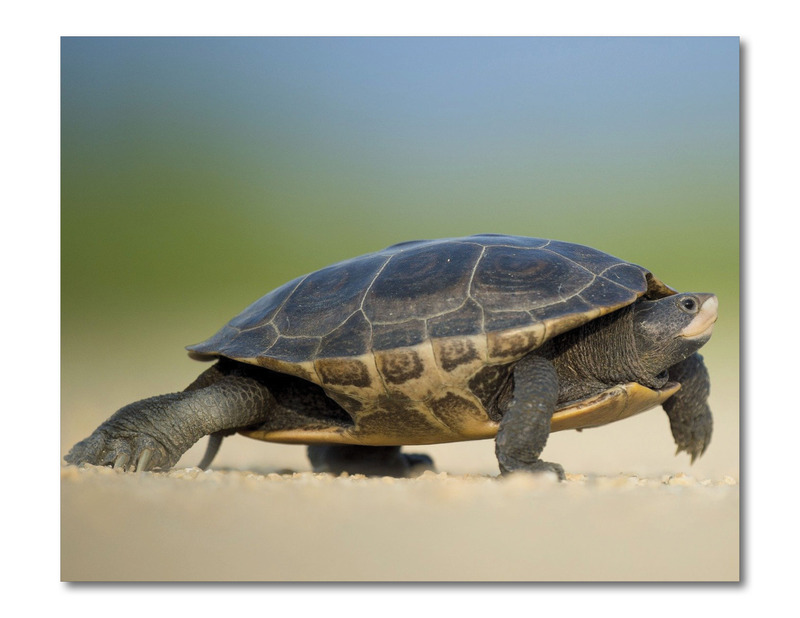 Turtle Moves Infant