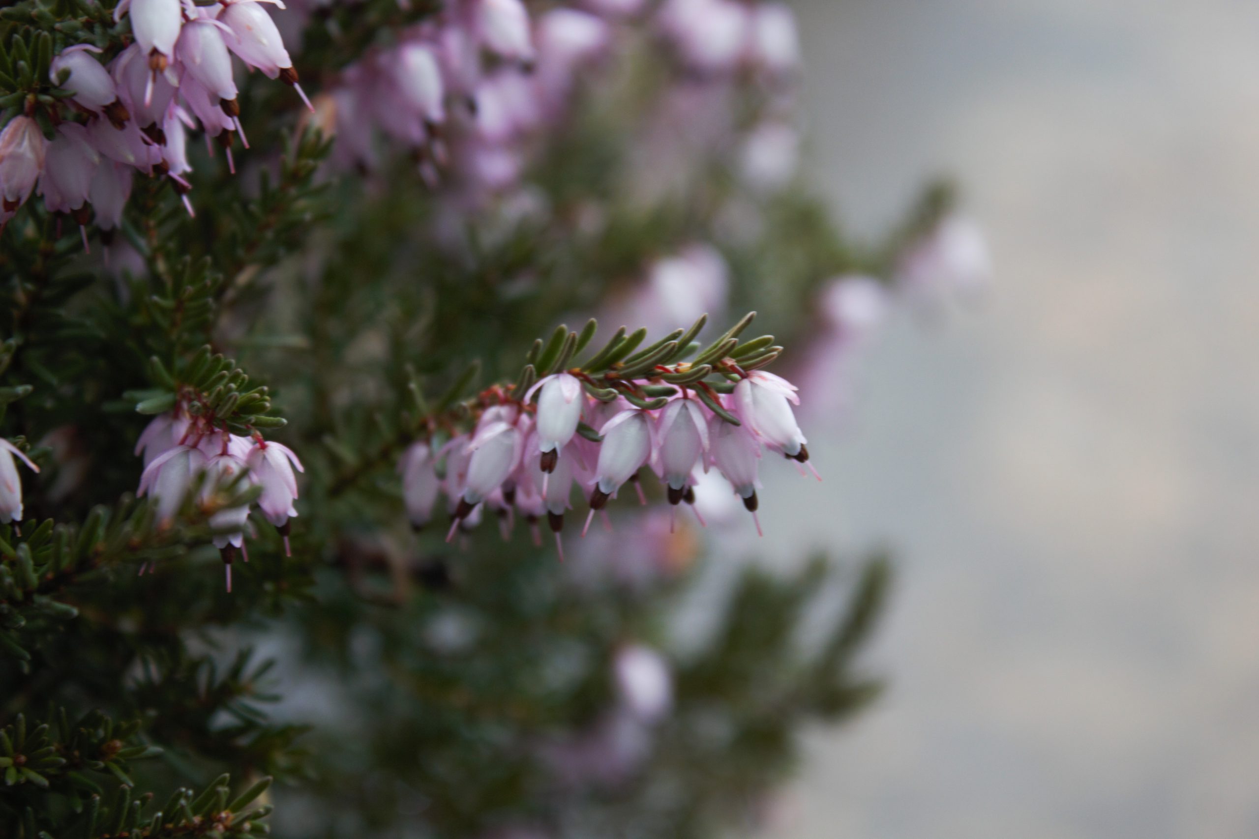 Erica x darleyensis 'Mediterranean Pink' / Mediterranean Pink Heather