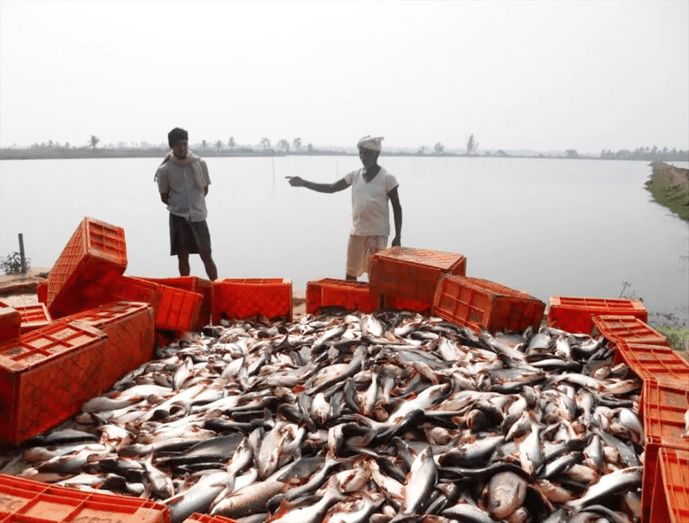 Dong Thap will have 1,225 hectares of pangasius farming certified GAP
