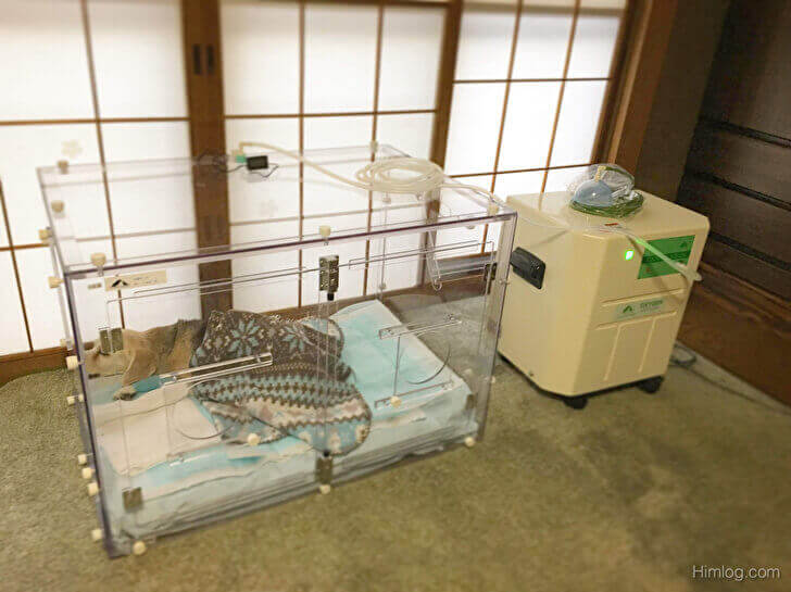 ペット用【テルコム酸素ハウス】をレンタル ※使い方動画あり 〜導入編〜