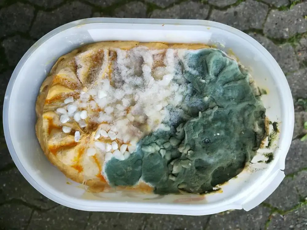 Can Ice Cream Get Moldy? [Myth Or Fact] The Inside Story! Hina Munawar