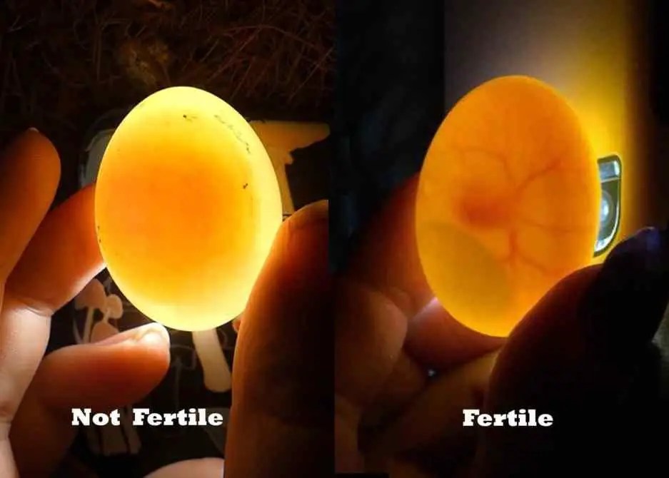 How to Candle Eggs & Egg Candling Chart Hincubate