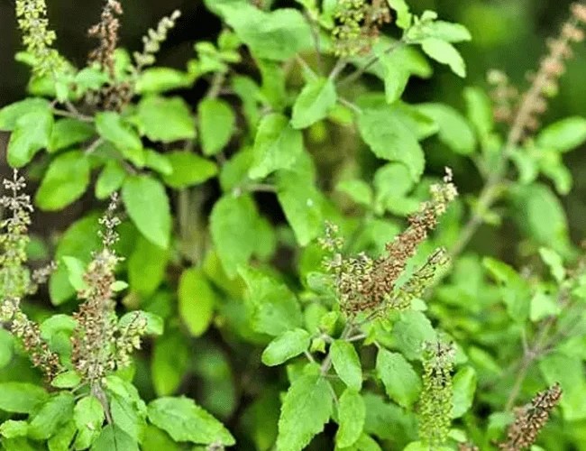 तुलसी का पौधा घर के आंगन में क्यों लगाया जाता है? Importance Of Tulsi