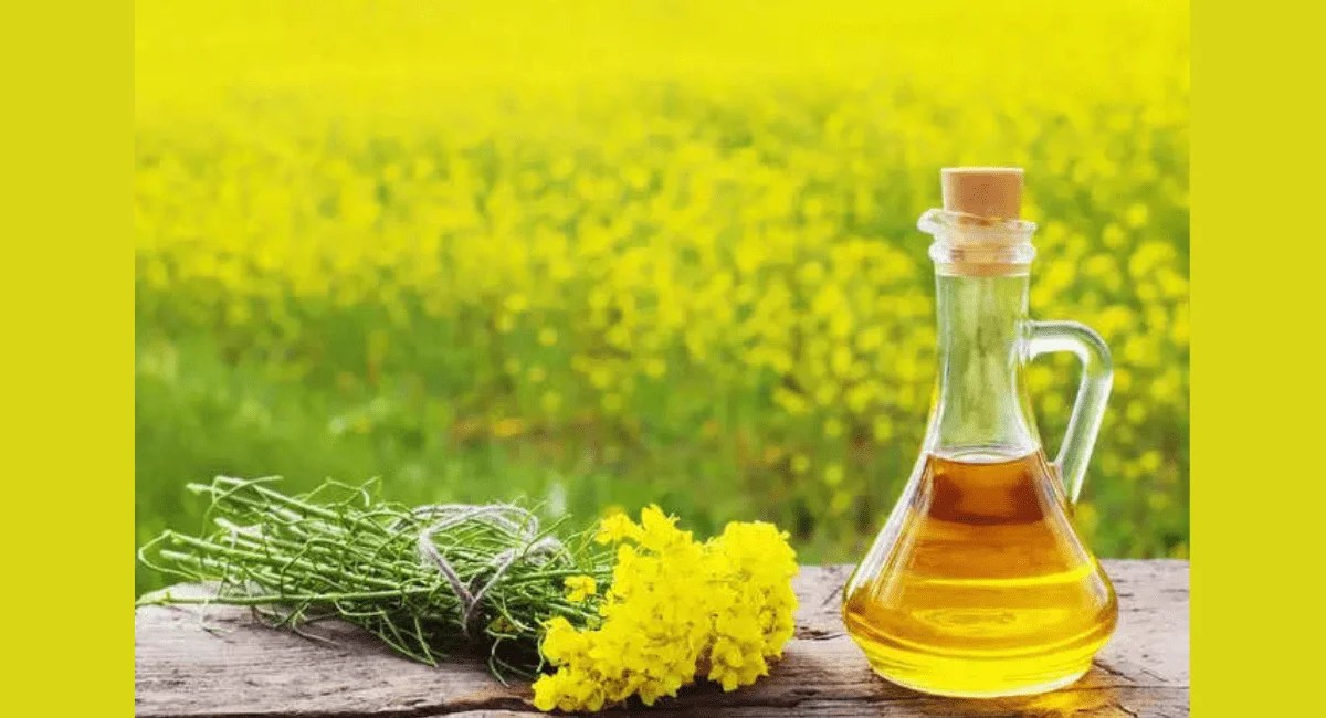 सरसों तेल के फायदे Use And Benefits Of Mustard Oil Hindi GupSup