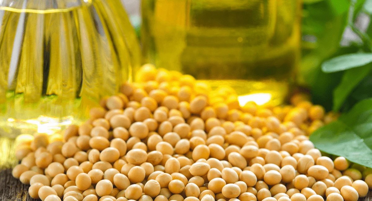 सोयाबीन तेल के फायदे Use And Benefits For Soybean Oil Hindi GupSup