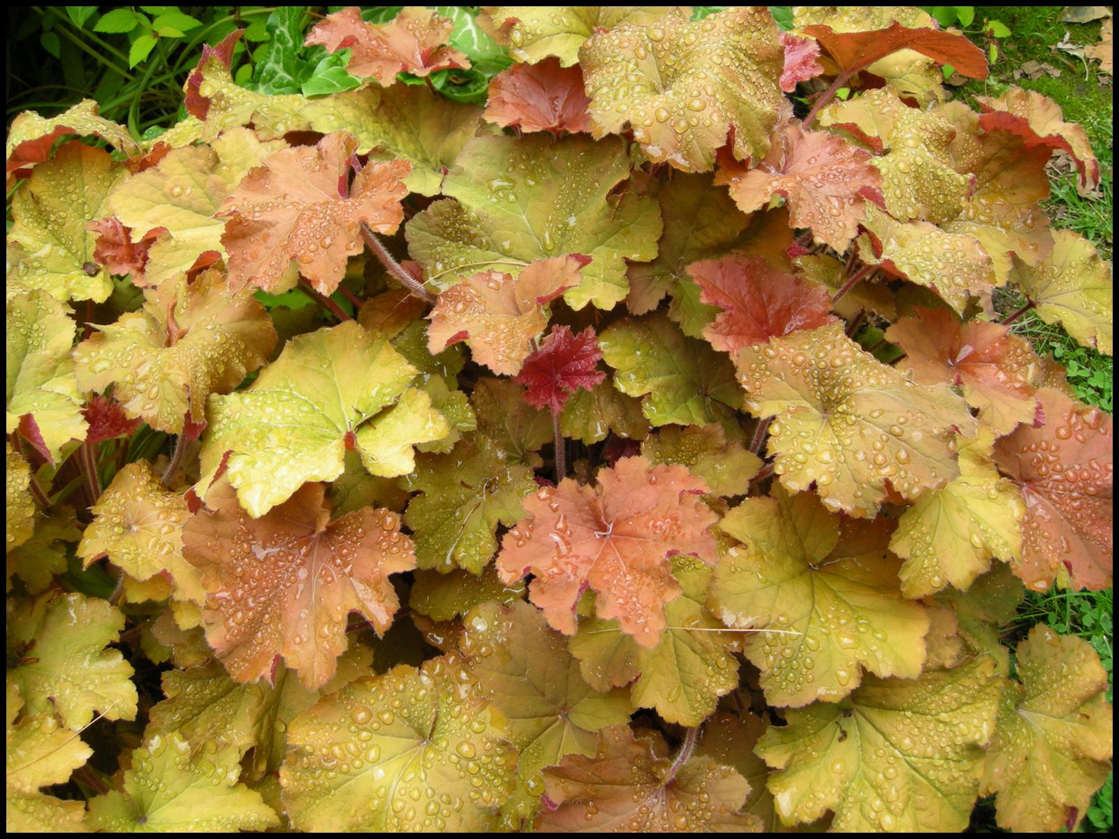 CARAMEL CORAL BELLS Hinsdale Nurseries to Hinsdale Nurseries
