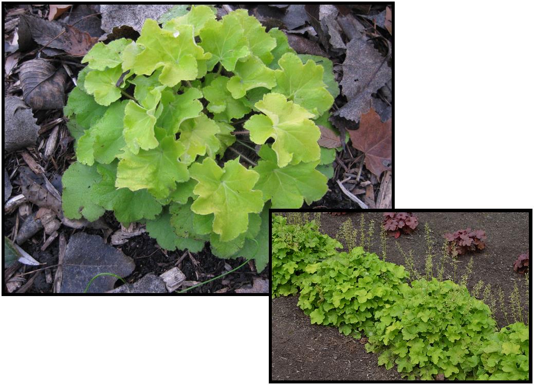 CITRONELLE CORAL BELLS Hinsdale Nurseries to Hinsdale Nurseries