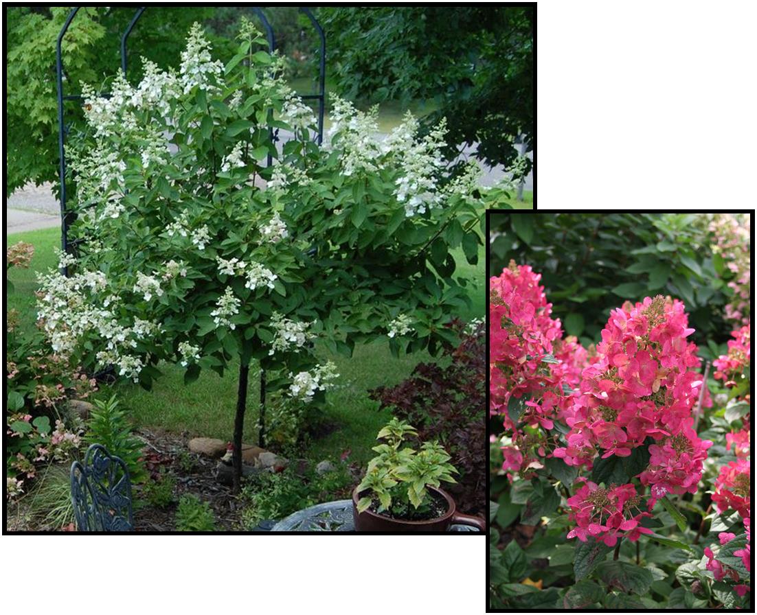 PINK DIAMOND HYDRANGEA (STANDARD) Hinsdale Nurseries