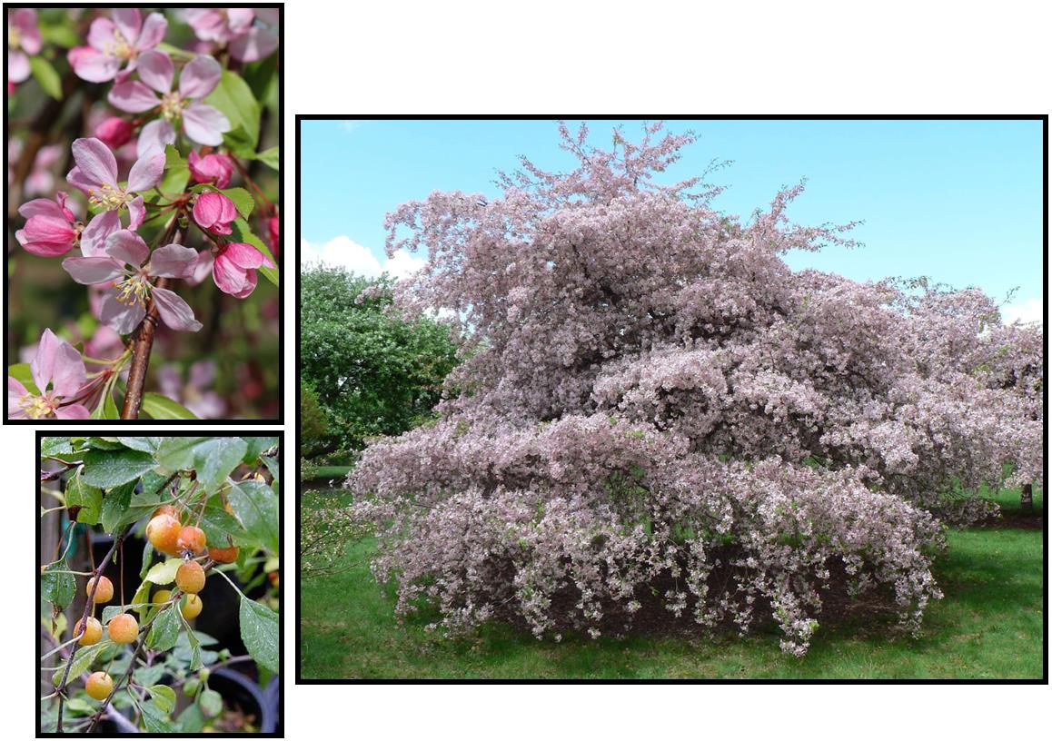 Louisa Weeping Flowering Crabapple Best Flower Site