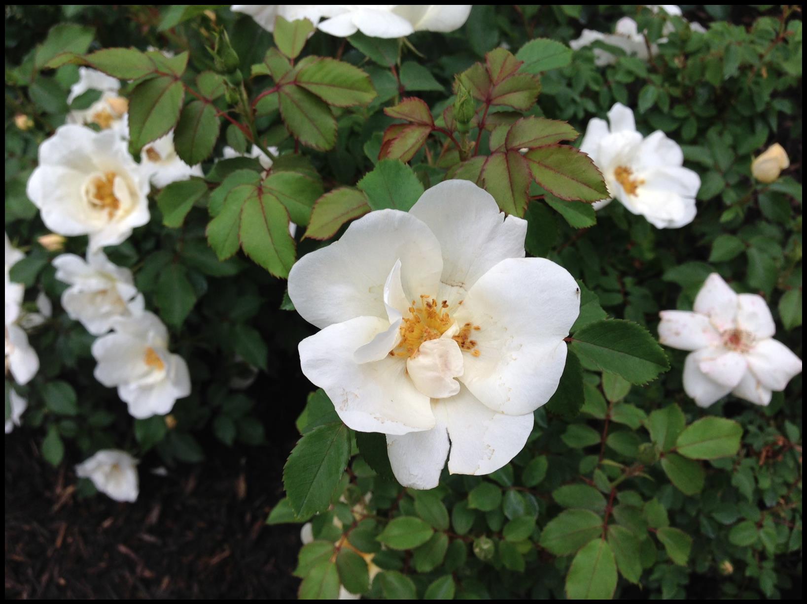 KNOCK OUT ROSE WHITE OUT Hinsdale Nurseries to Hinsdale