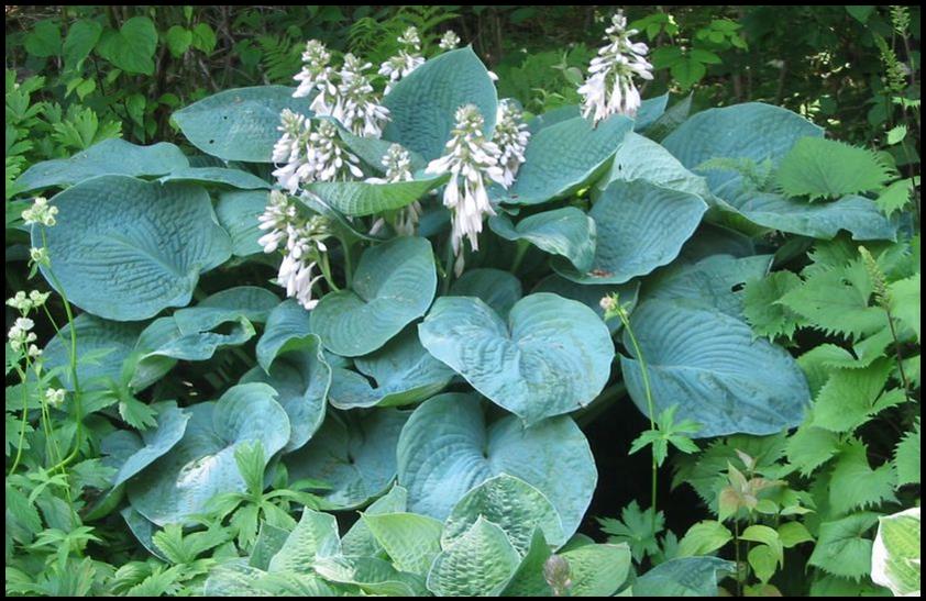 ELEGANT BLUE HOSTA Hinsdale Nurseries