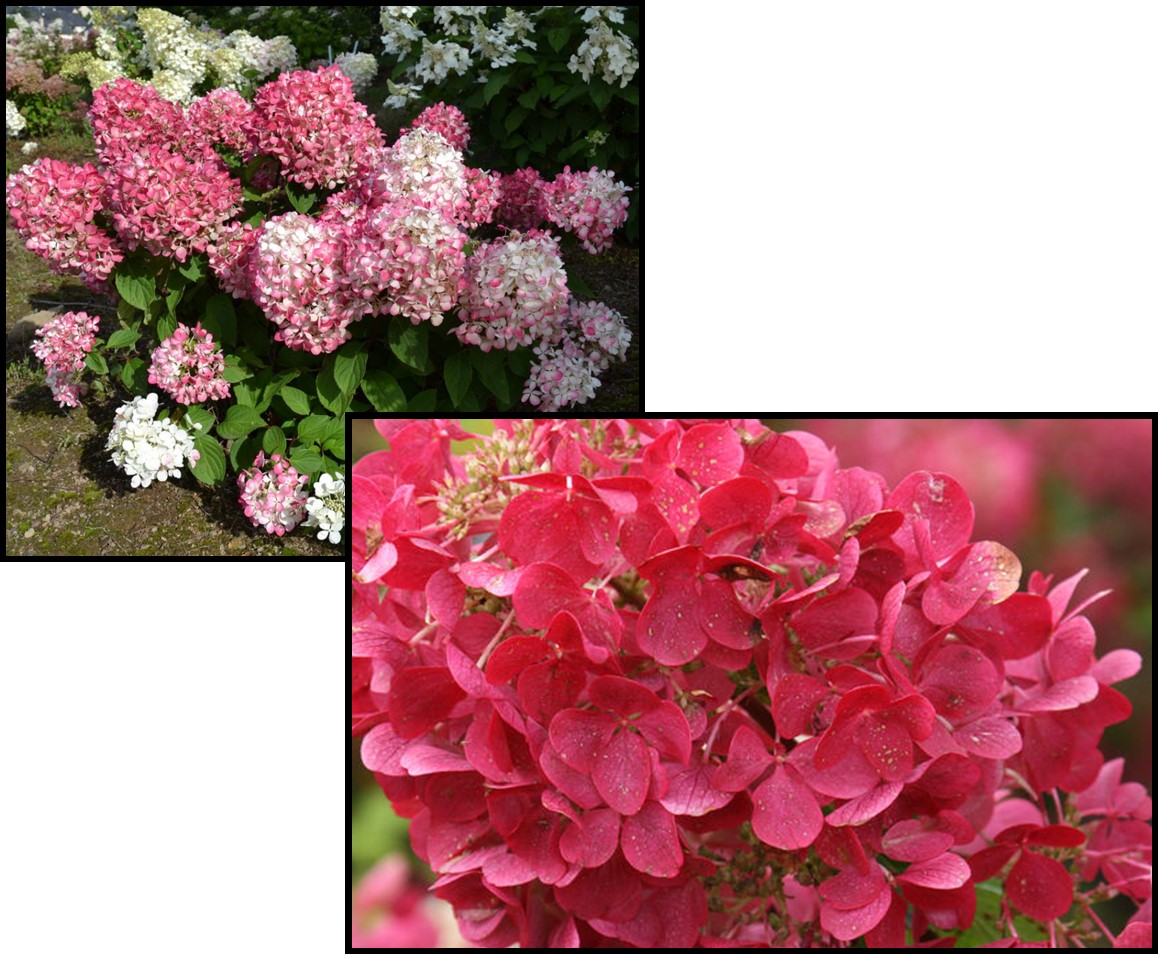 DIAMOND ROUGE HYDRANGEA Hinsdale Nurseries