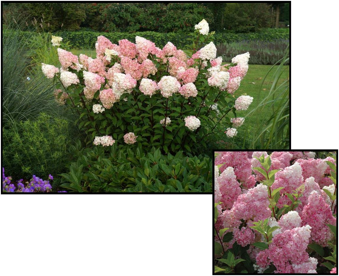 VANILLA STRAWBERRY HYDRANGEA Hinsdale Nurseries
