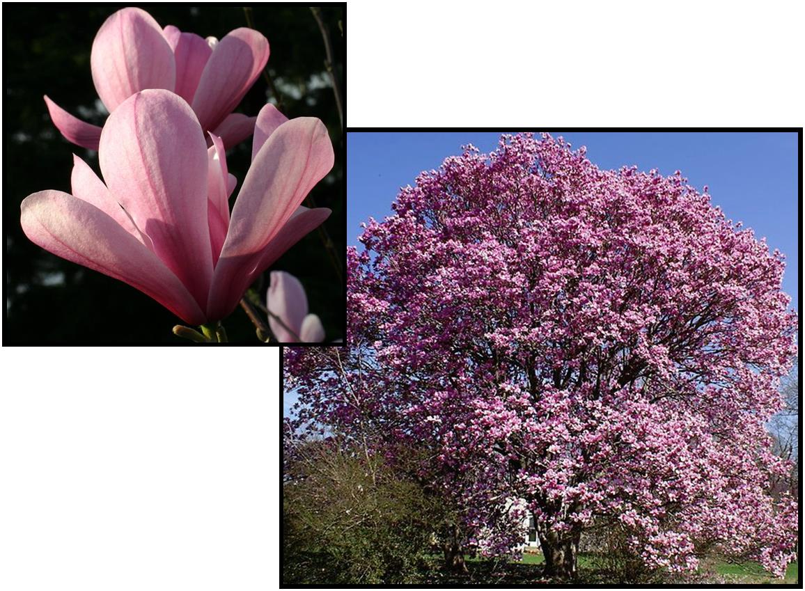 GALAXY MAGNOLIA Hinsdale Nurseries