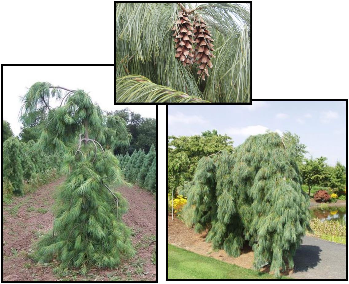 WEEPING WHITE PINE Hinsdale Nurseries