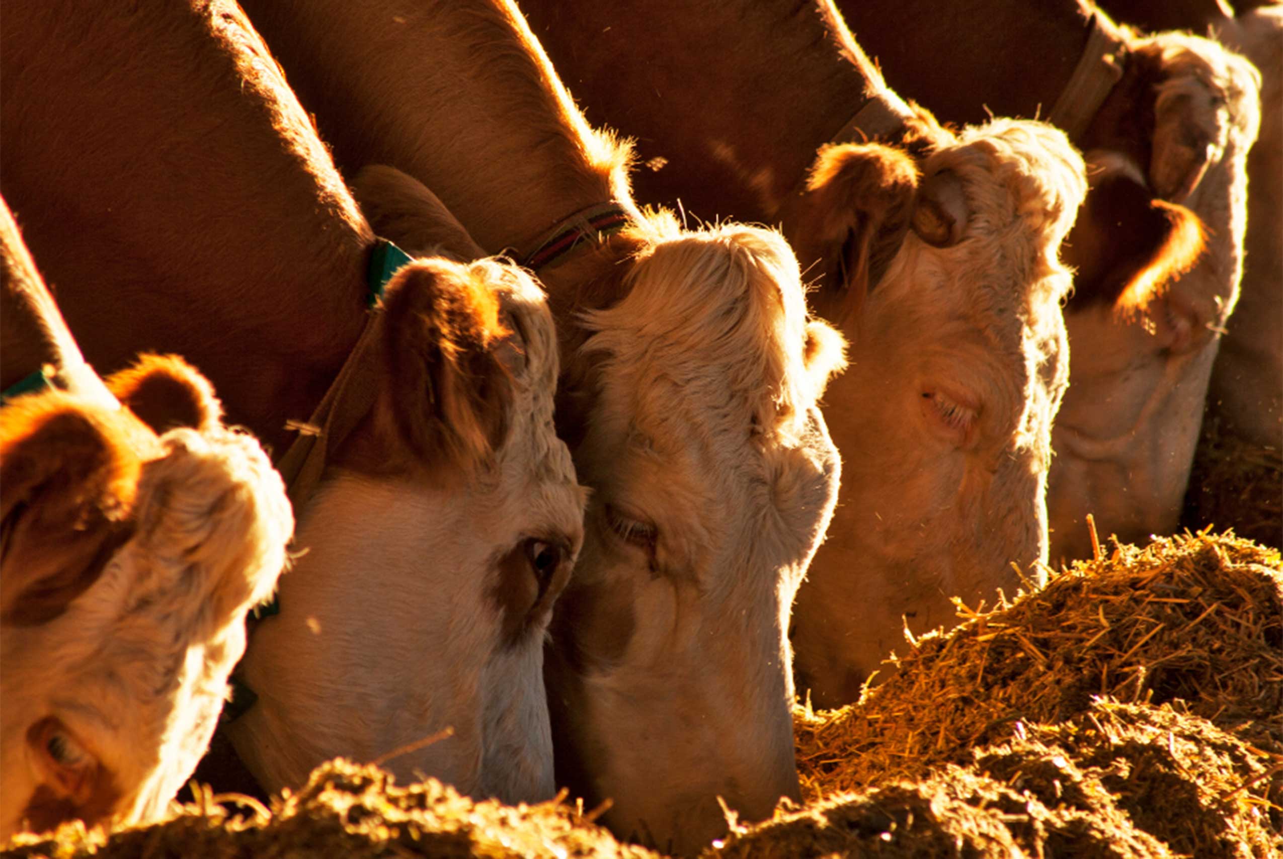 What Is Rumensin In Cattle Feed at Deloris Adair blog