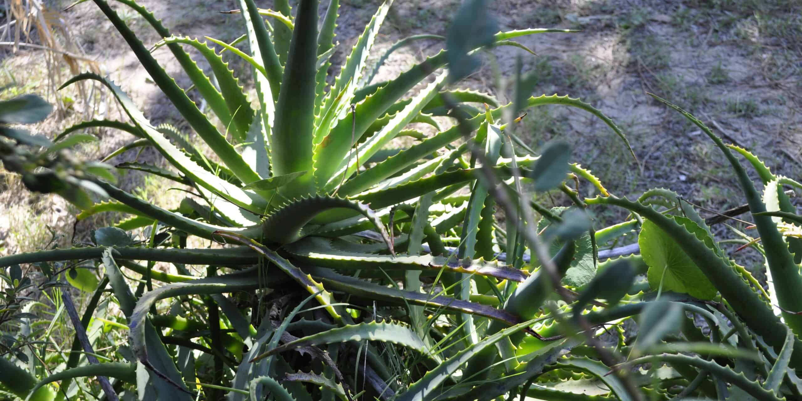 The Benefits of Indoor Plants Explained