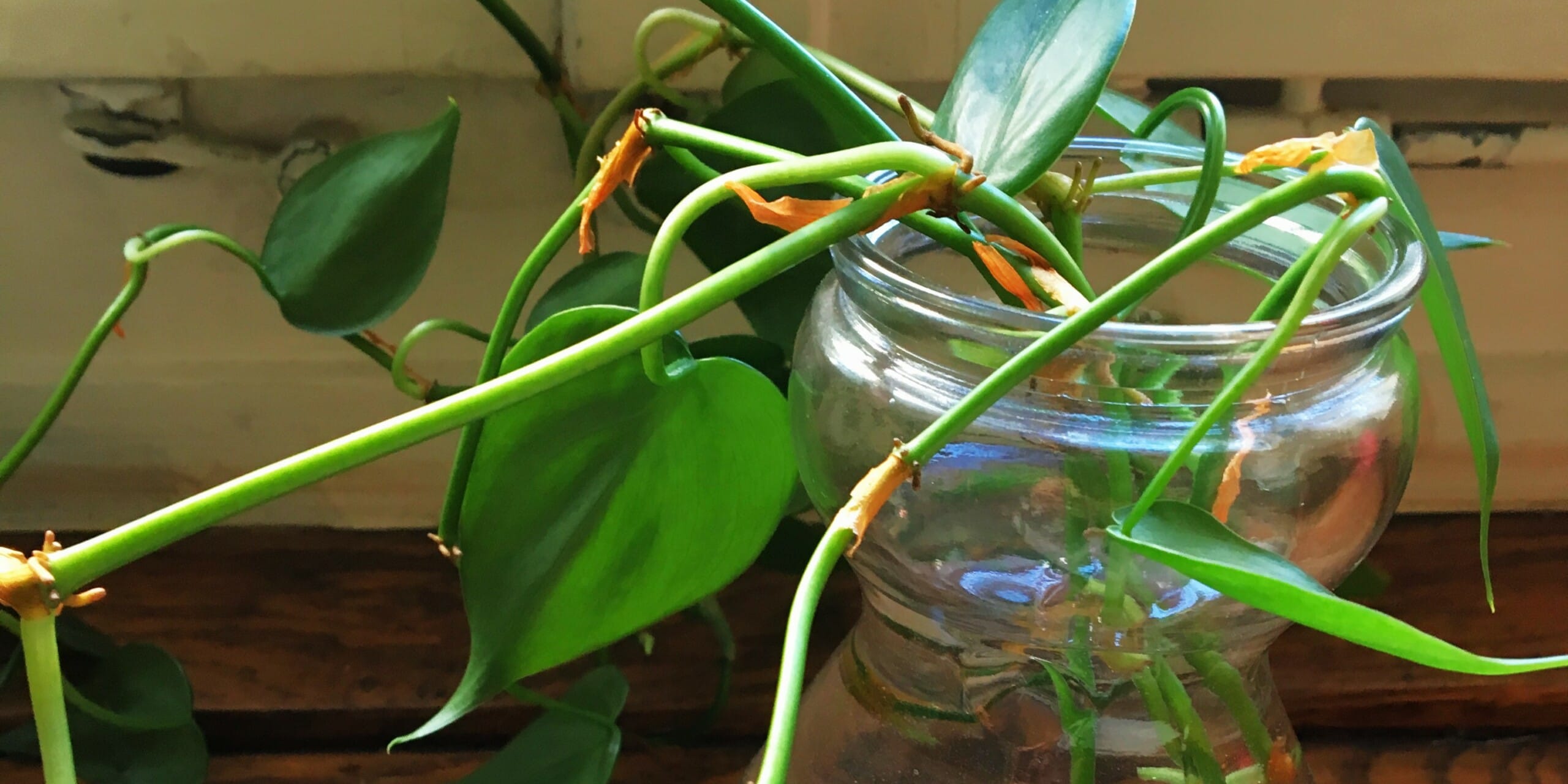 How to Grow Houseplants in Water and 7 Plant Types