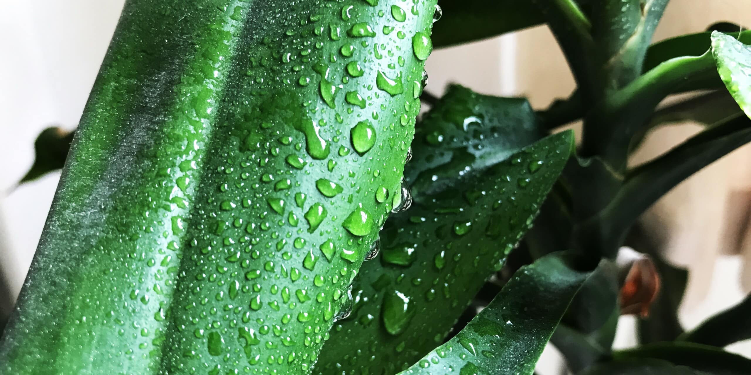 Misting Overload The Disadvantages of Misting Houseplants
