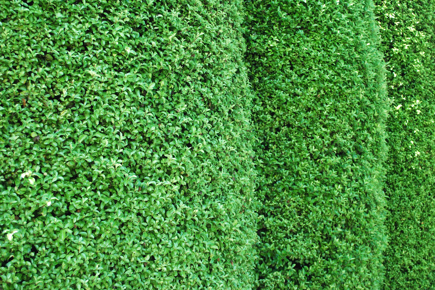 How to use plants for security