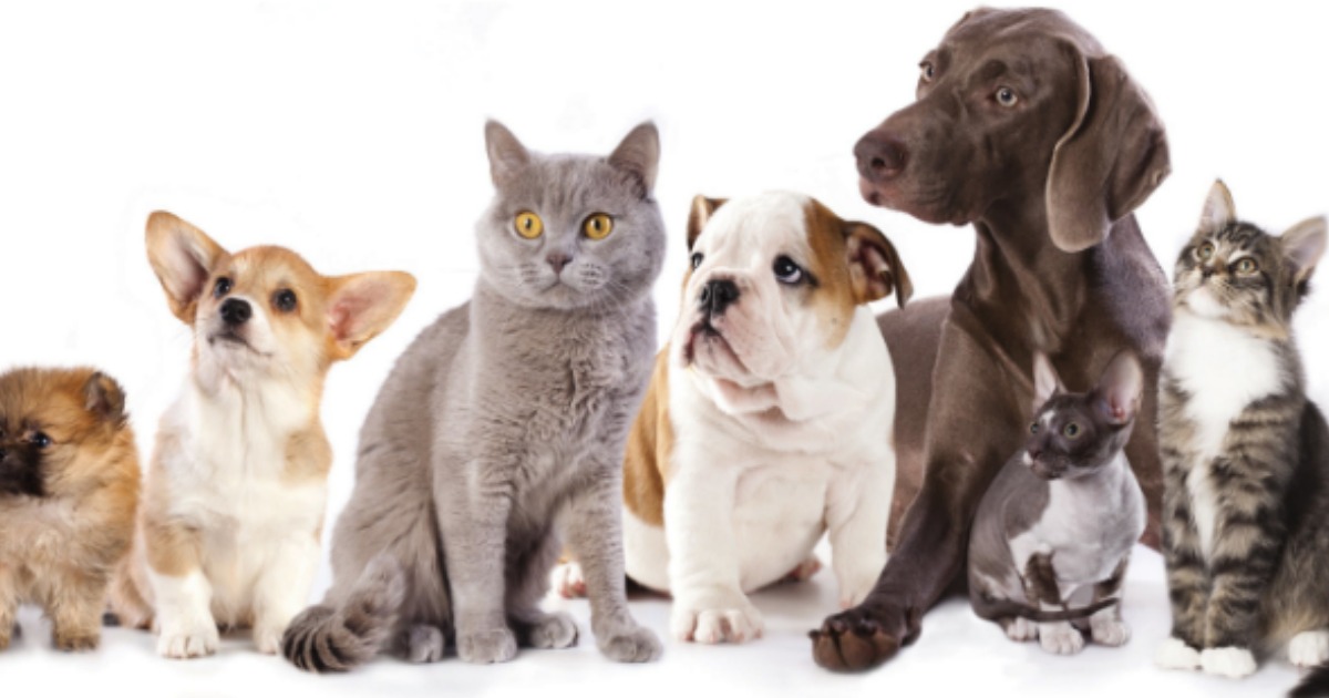 PetSmart 15 Off 50 Purchase = Precious Cat Scoopable Litter 40lb Bags Only 12.99 Each